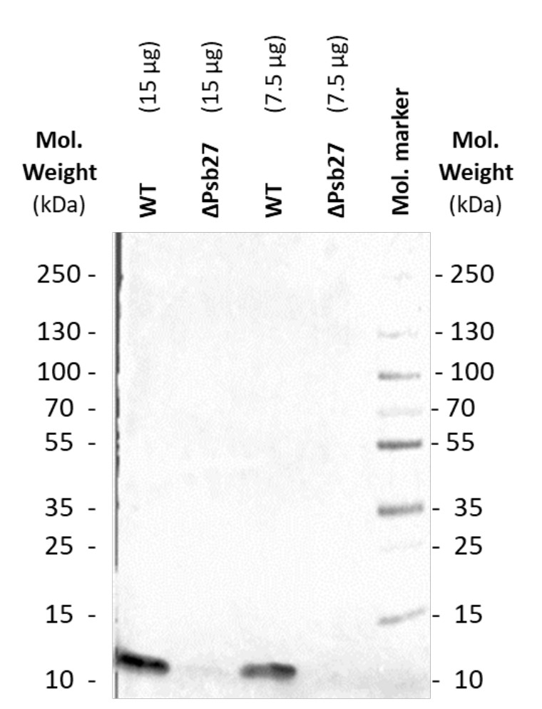 Western blot using anti-Psb27-H1 antibodies