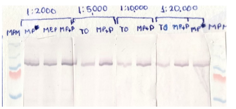 Western blot on using anti-AHA2p antibodies 