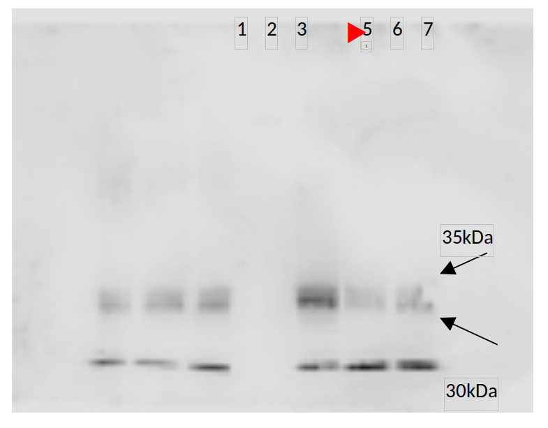 Western blot using anti-PIP2;1., PIP2;2, PIP2;3 antibodies