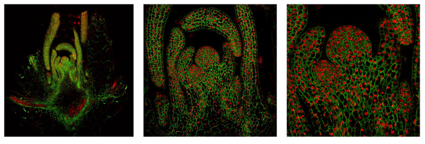 Immunofluorescent detection of plant aquaporin PIP1;3 in Arabidopsis thaliana
