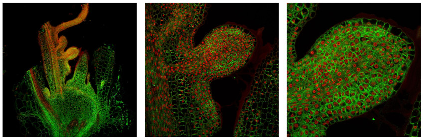 Immunofluorescent detection of plant aquaporin PIP1;3