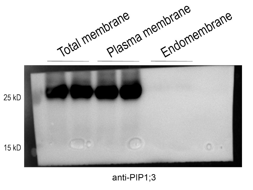 Western blot using anti-aquaporin antibodies on rice samples