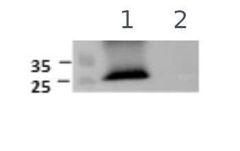 Western blot using anti-PIP1 antibodies