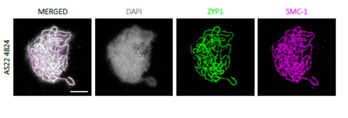 Immunofluorescent localization of plant SMC-1