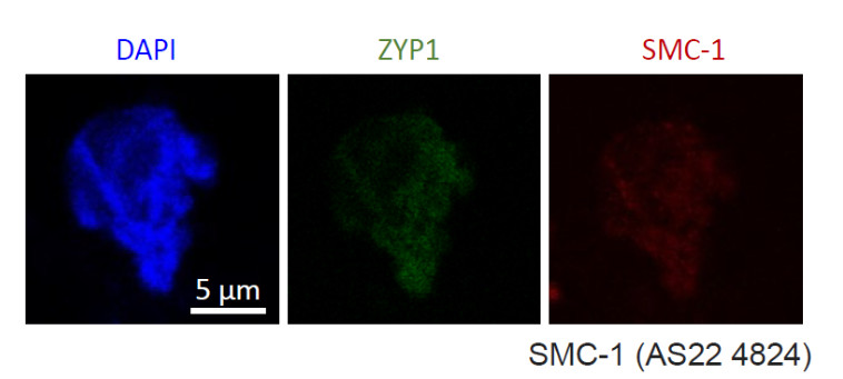 Immunofluorescence using anti-plant SMC-1 antibodies