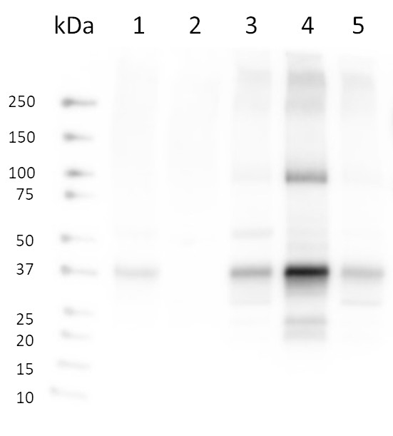 Western blot using anti-SYP121 antibodies
