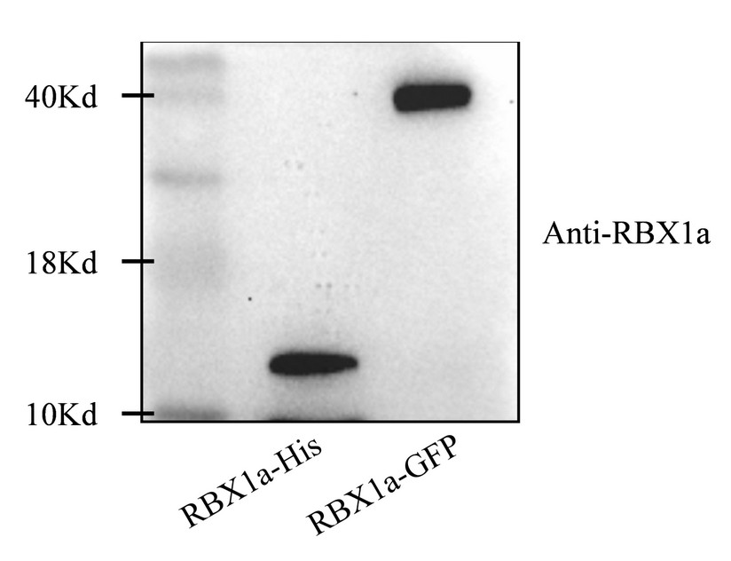 Western blot with plant anti-RBX1A antibodies