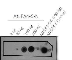 Western blot using anti-AtLEA4-5 antibodies