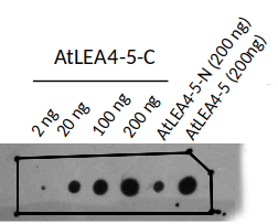Western blot with anti-LEA4-5 (78-158) antibodies