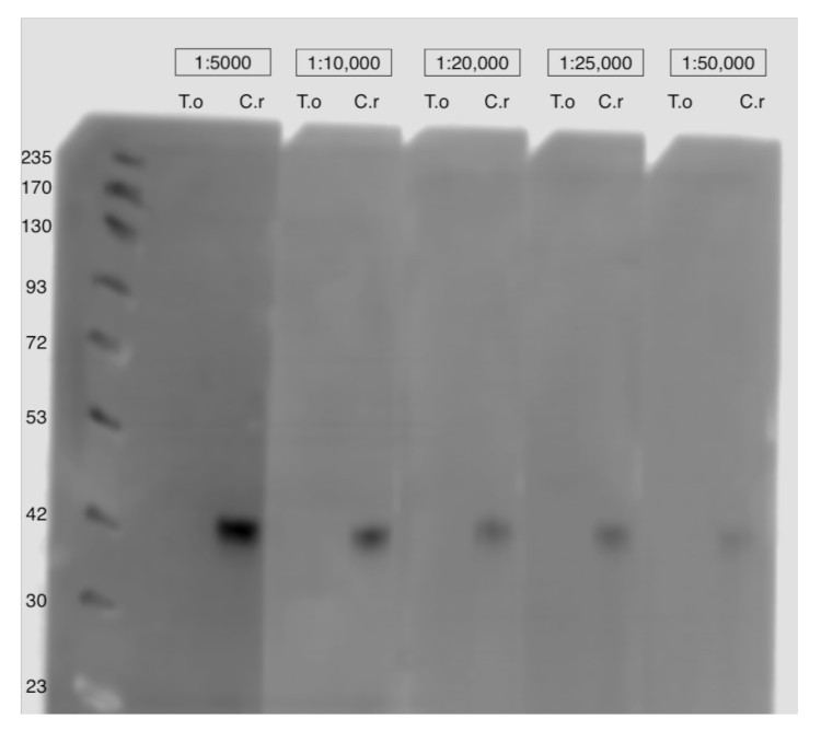 Western blot with anti-Ble tag