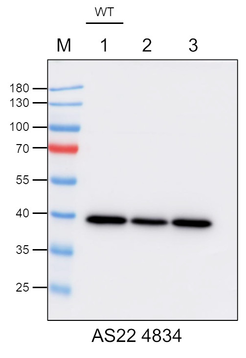 Western blot using anti-PDH-E1 antibodies