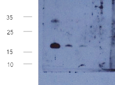 Western blot using anti-LEA6-1 antibodies