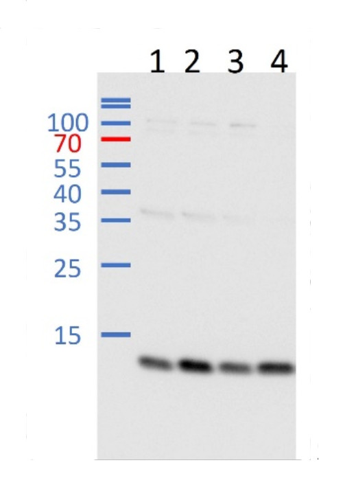 Western blot using anti-CSD1 antibodies