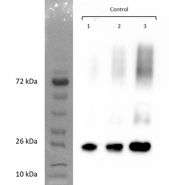 Western blot using anti-TIP1;1, TIP1§;2 antibodies