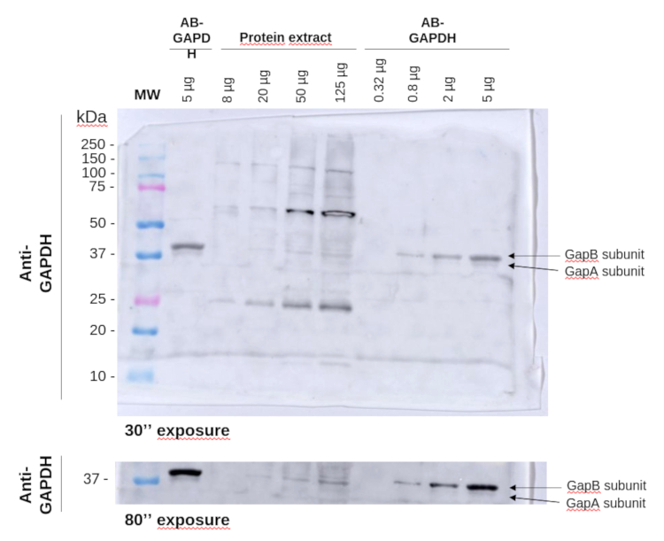 Western blot using anti-GAPDH antibodies (chloroplastic)