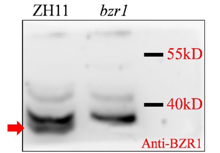 Western blot using anti-BZR1 (monocot) antibodies