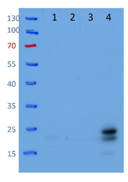 Western blot using anti-L22 (chloroplastic) antibodies