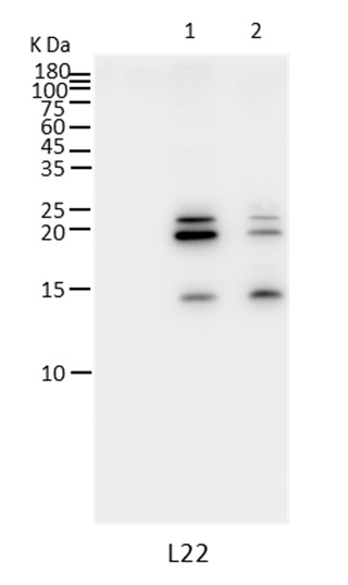 Western blot using anti-L22 (chloroplastic) antibodies