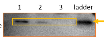 Western blot using anti-L32 (chloroplastic) antibodies