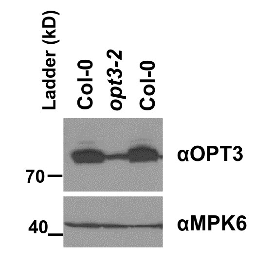 Western blot with anti-OPT3 antibodies (for A. thaliana)