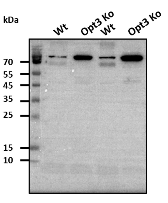 Western blot using anti-OPT3 antibodies (A. thaliana)