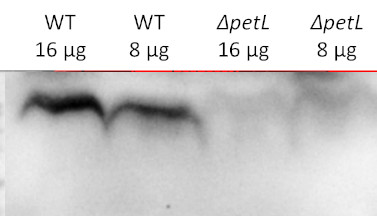 Western blot detection using anti-PetL antibodies
