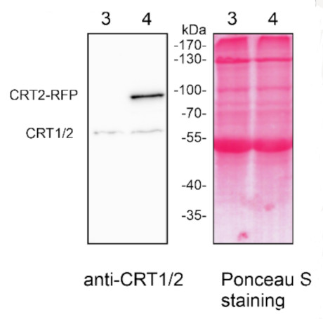Western blot using anti-plant CRT antibodies
