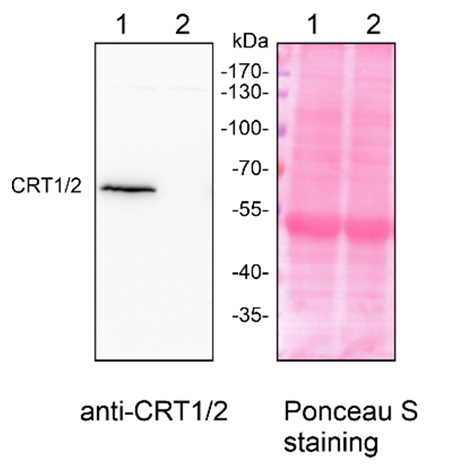 Western blot using plant CRT1/2 antibodies