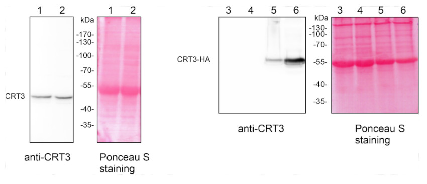 Western blot with anti-plant calreticulin antibodies