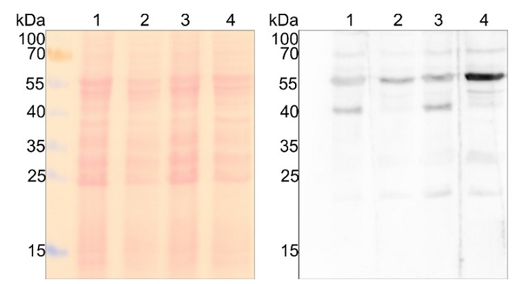 Western blot using anti-PTOX antibodies on algal samples