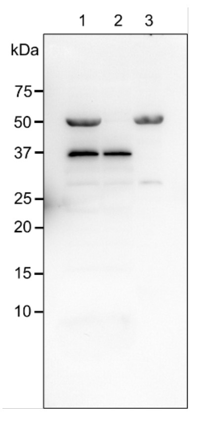 Western blot using anti-PTOX polyclonal antibodies