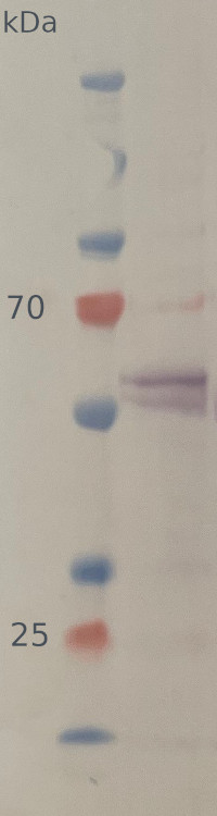 Western blot using anti-plant UGPase, cytoplasm marker