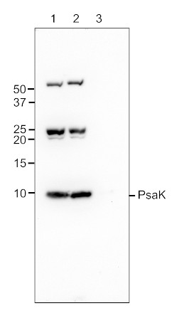 Western blot using anti-PsaK antibodies