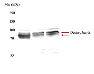 Western blot using anti-CUL1 antibodies