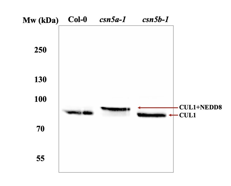 Western blot using anti-CUL1 antibodies