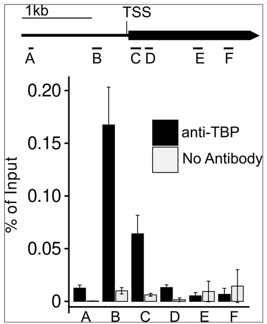 ChIP-qPCR using anti-TBP1/2 antibodies