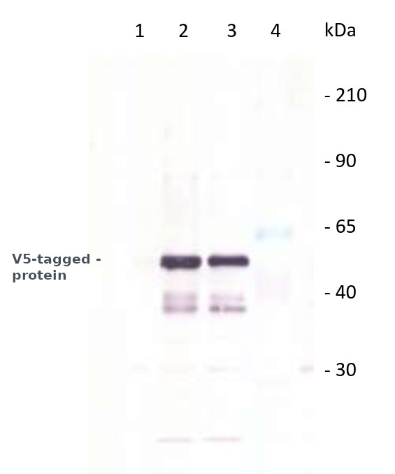 Western blot detection using polyclonal anti-V5 epitope tag antibodies