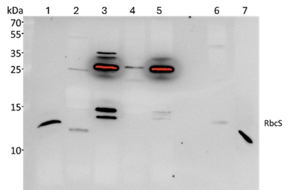 Western blot using anti-cyanobacterial RbcS antibodies