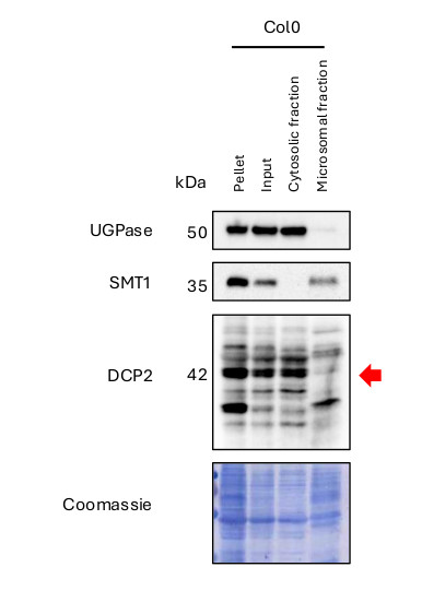 Western blot using anti-plant DCP2 antibodies