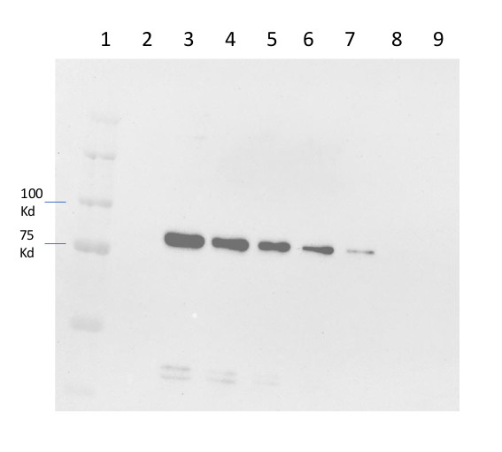 Western blot using anti-SIG5 (plant) antibodies