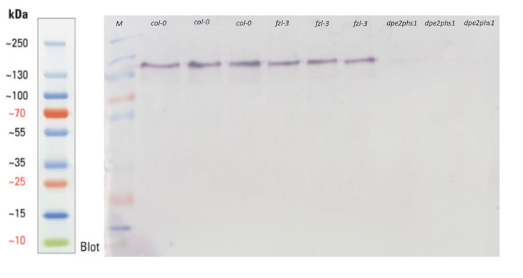 Western blot using anti-DPE2 antibodies