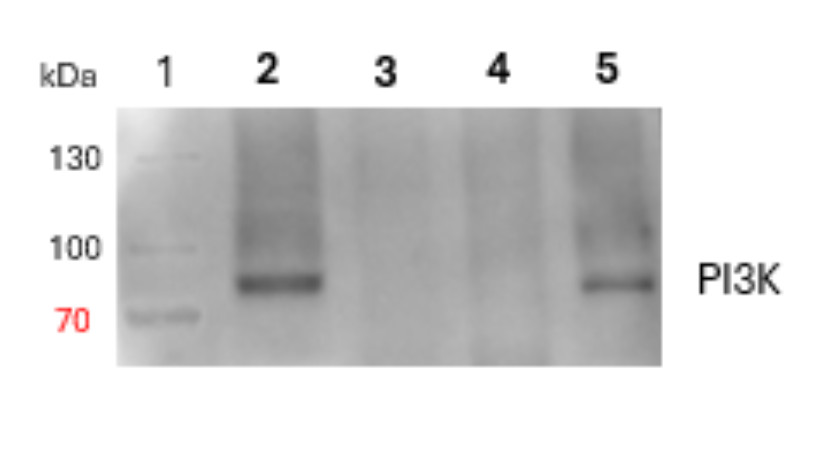 Western blot using anti-PI3K antibodies