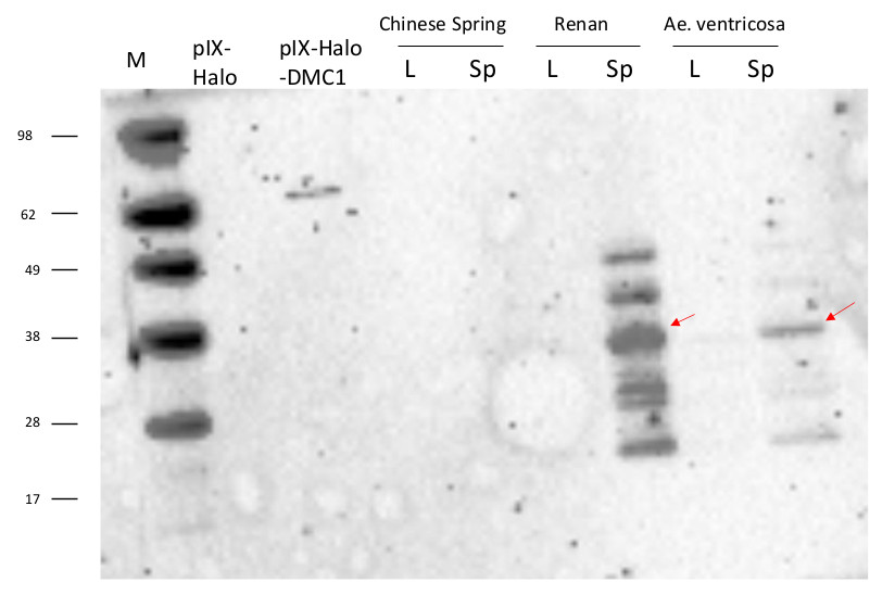 Western blot using anti-plant DMC1 antibodies