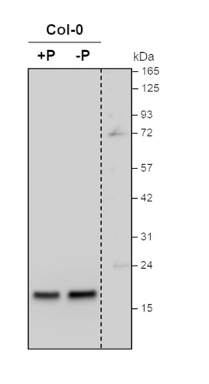 Western blot using anti-plant ARF1 antibodies