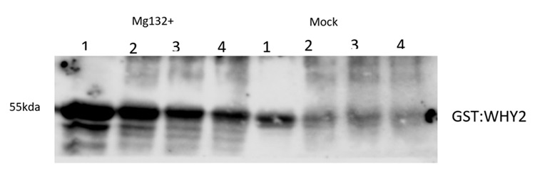 Western blot using anti-WHY2 antibodies
