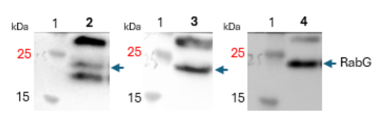 Western blot using anti-plant RabG antibodies