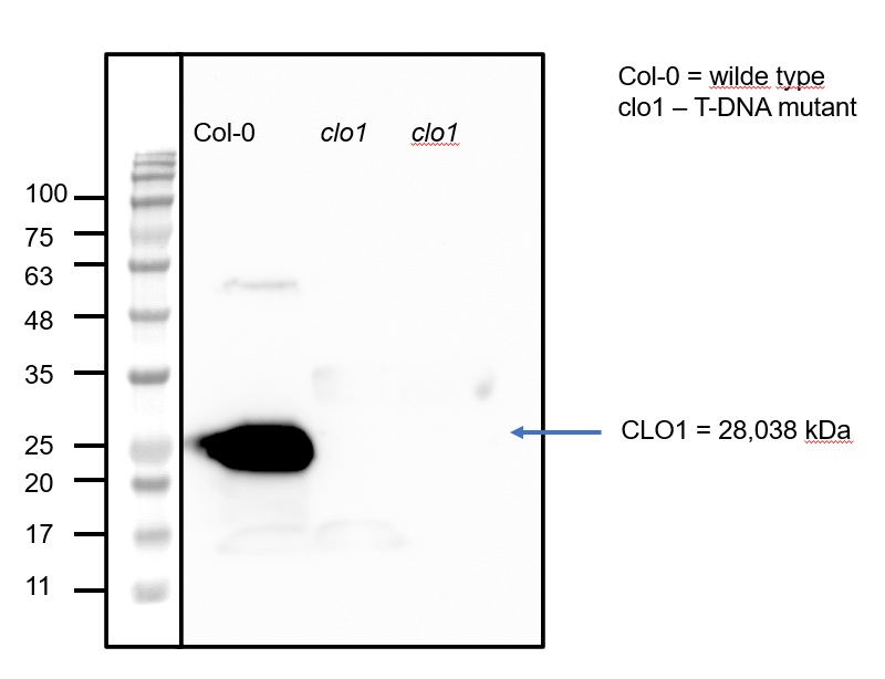 Western Blot using Anti-CLO1 antibodies