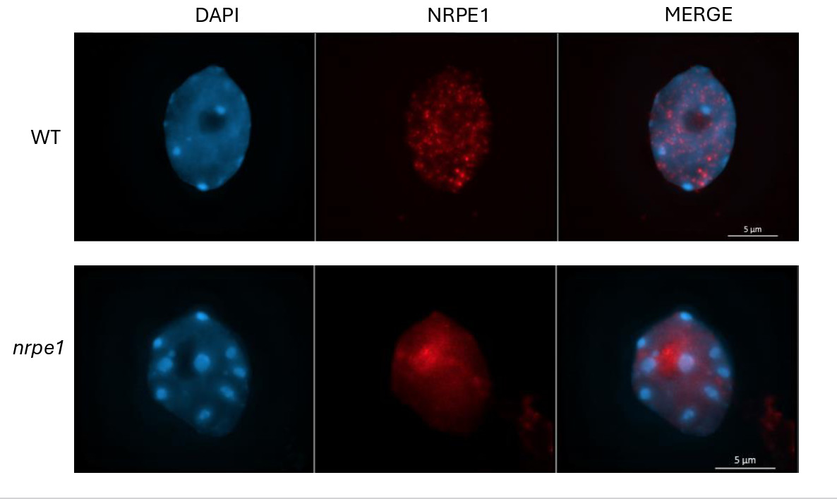 Immunofluorescent localization of NRPE1 in Arabidopsis seedlings