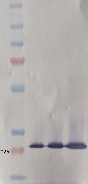 Western blot anti-GFP11 antibody
