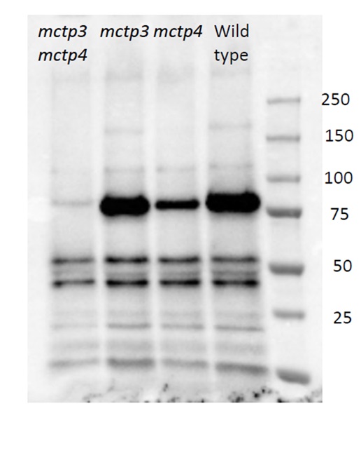 Anti-FTIP3/FTIP4 | FT Interacting Protein 3/4
